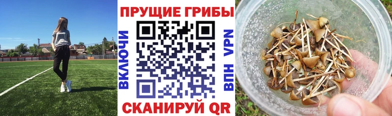 наркошоп  Батайск  Галлюциногенные грибы Psilocybe 